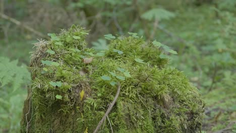 moss and plants on a tree stump in a forest