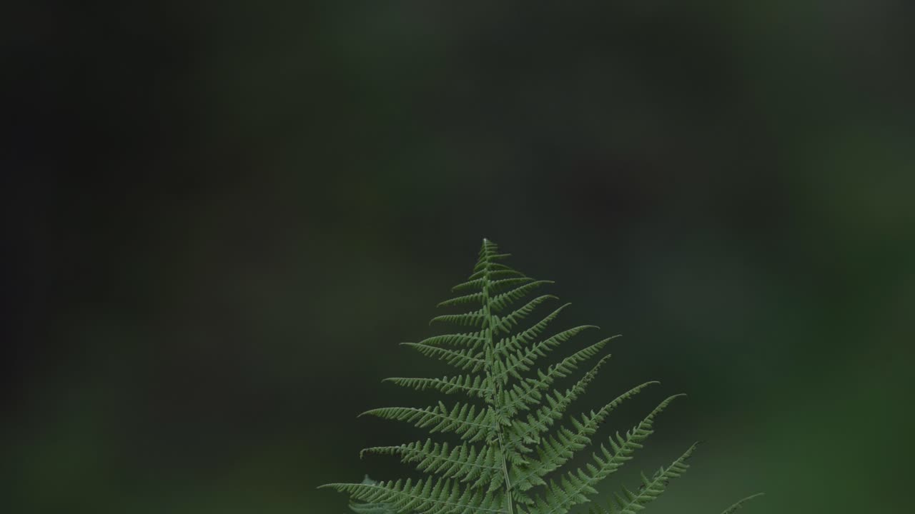 Macro Shot of a Green Fern