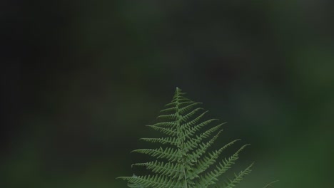 macro shot of a green fern