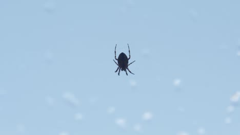 small spider hanging upside down on a web, blue background