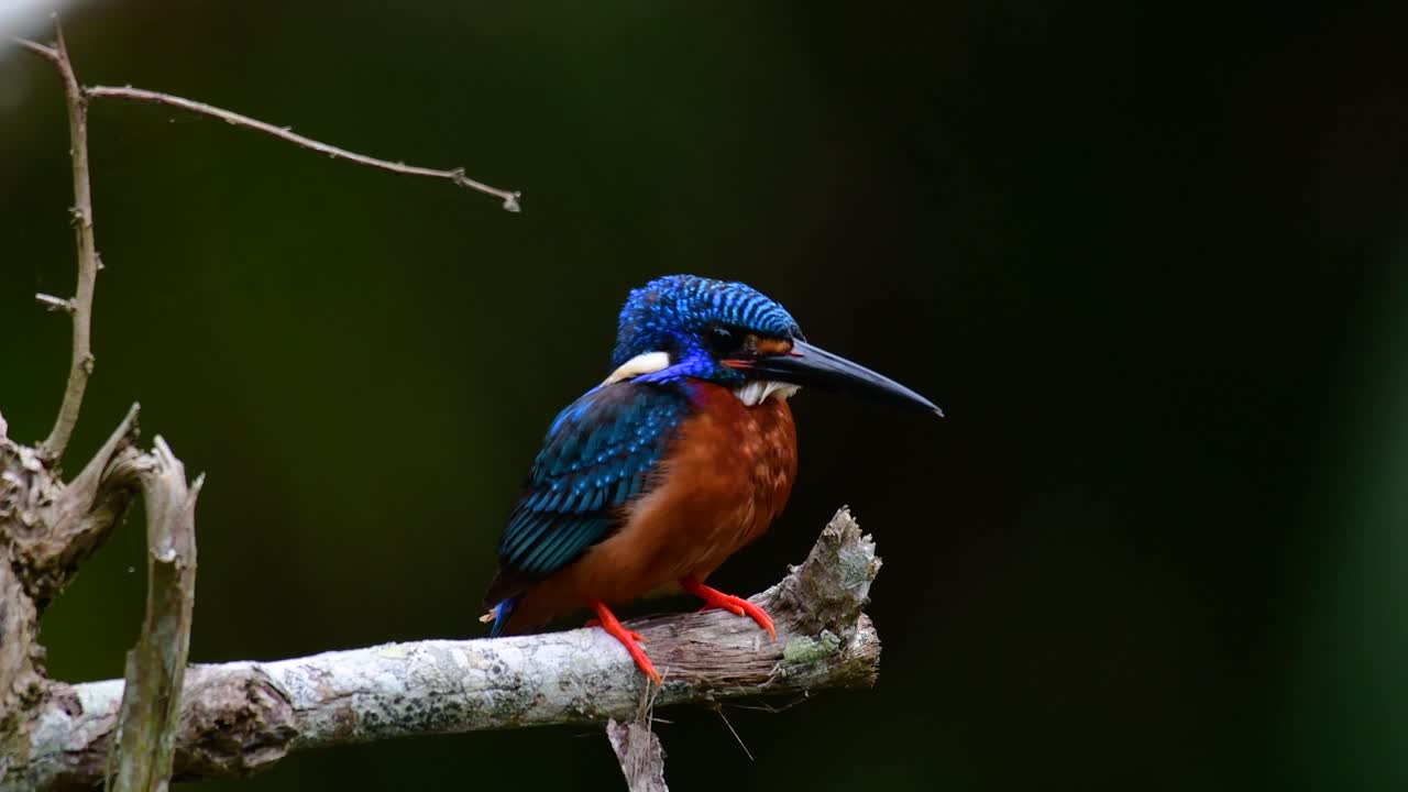 藍耳金魚 (blue-eared kingfisher) 是泰國的一種小金魚,因其可愛的藍耳而受到鳥類攝影師的歡迎,