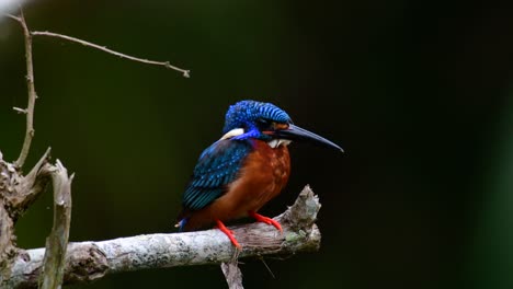 the blue-eared kingfisher is a small kingfisher found in thailand and it is wanted by bird photographers because of its lovely blue ears as it is also a cute bird to watch