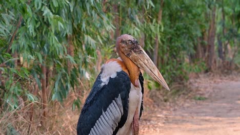 a big bird in the stork family common in southern asia and now endangered due to habitat loss