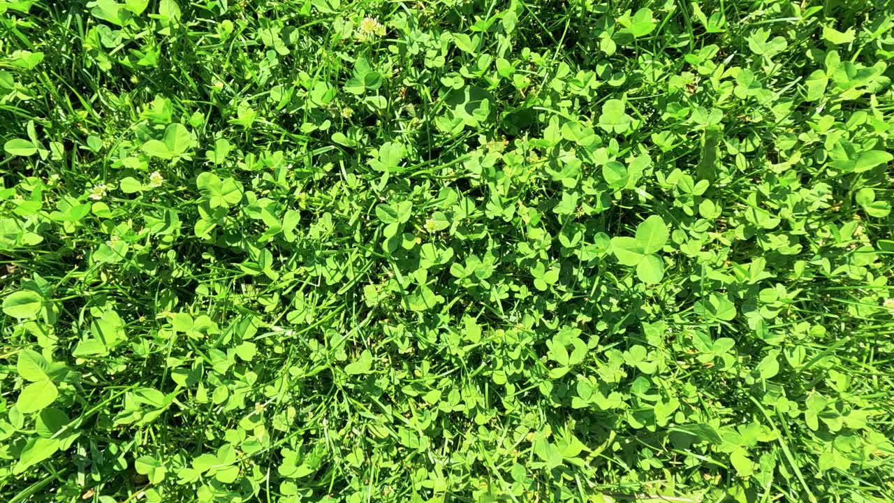 pasos en la hierba verde y exuberante de italia