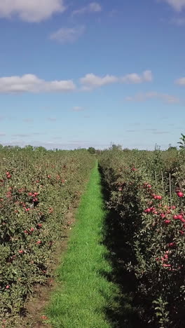 red apples are ripening on apple trees that planted in rows in the field for sale. landscape of summer garden. camera motion forward vertical video