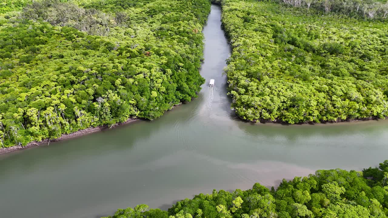 Aerial view of a boat cruising through a dense, vibrant rainforest river surrounded by lush mangroves in tropical Queensland