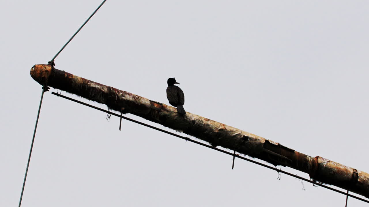 ржавый красный кораблекрушение застрял в мелководье зеленого