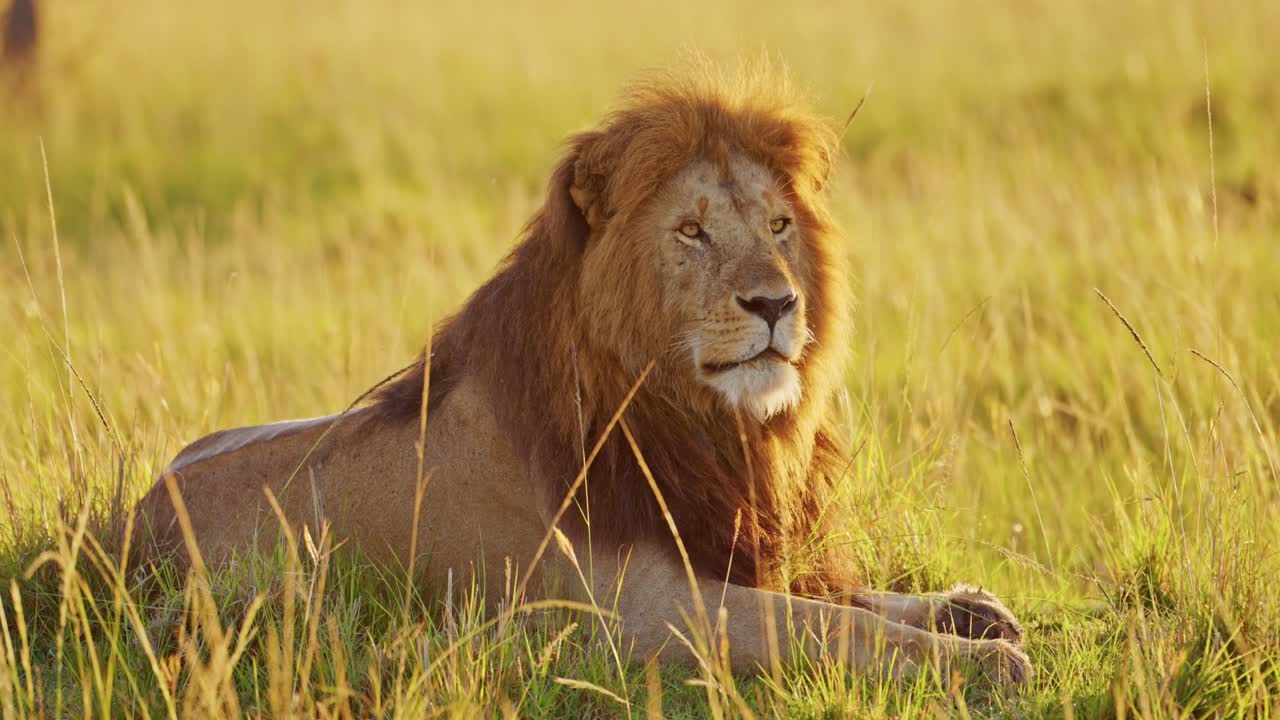 cámara lenta de la vida silvestre de áfrica león macho, animales de safari africanos en maasai mara en kenia, hermoso retrato a la luz del sol dorado, reserva nacional de masai mara, luz del sol al amanecer