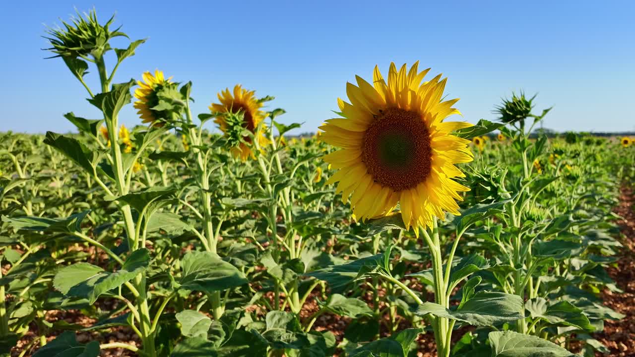 Close-up of sunflower in field on sunny day