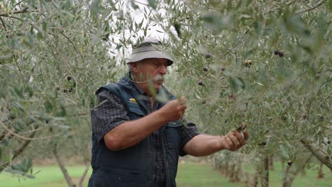 elderly man dressed with blue in vest and beige hat harvests ripe black olives from branches in dense olive grove