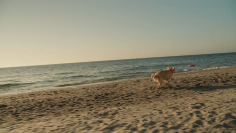 The-guy-throws-the-red-toy-and-his-light-colored-dog-brings-it-back-to-the-sunny-beach-in-the-morning.-Playing-with-your-pet