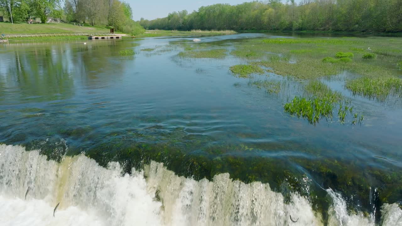 Aerial establishing view of Vimba fish , Kuldiga, sunny spring day, slow motion drone shot moving back