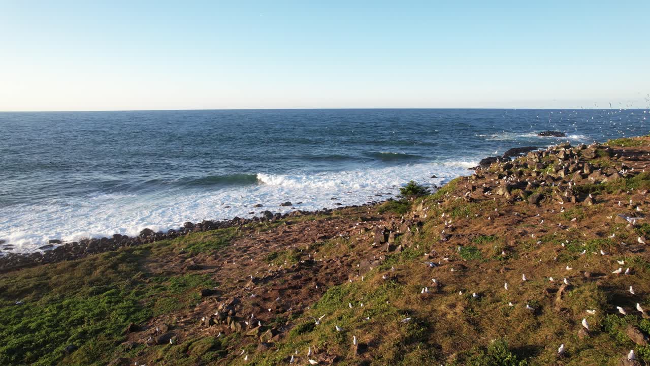 Flying Above Cook Island Nature Reserve With Seagulls Flying And Waves Splashing. New South Wales, Australia. drone shot