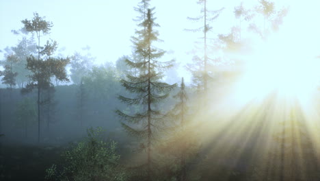 sunbeams in a misty forest
