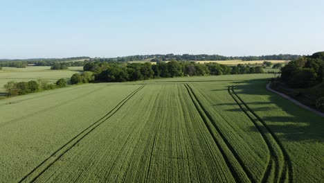 aerial view flying over green organic wheat crops furrow on english farmland during early morning sunrise