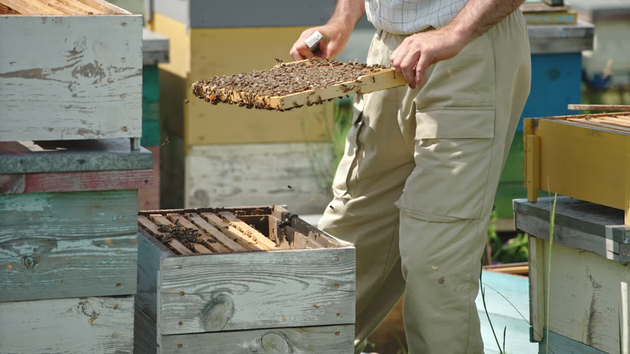Apiarist separates frames from each other in the hive with a special tool. Farmer looks at the frame coated with bees. Bee farm backdrop.