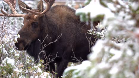 moose eating leaves in the mountains of colorado