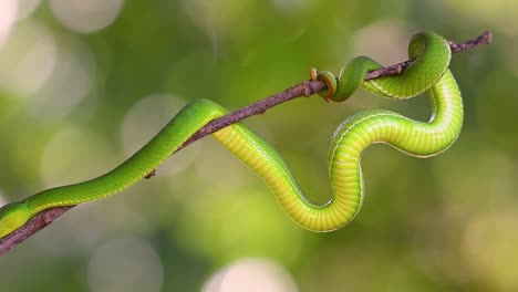 la víbora de labios blancos es una víbora venenosa endémica del sudeste asiático y a menudo se encuentra durante la noche esperando en una rama o rama de un árbol cerca de un cuerpo de agua con muchos alimentos