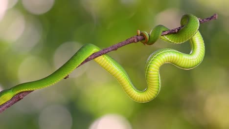 the white-lipped pit viper is a venomous pit viper endemic to southeast asia and is often found during the night waiting on a branch or limb of a tree near a body of water with plenty of food items