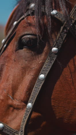 mature man adjusts harness and hugs tamed horse at countryside closeup. skilled farmer takes care of equine creature at ranch on sunny day slow motion