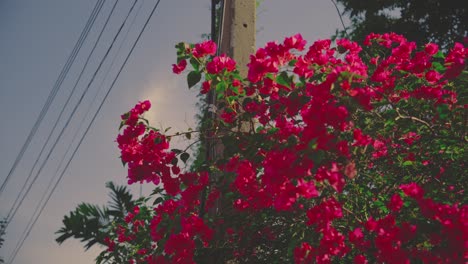 A vibrant cluster of red flowers near a pole and wires under a clear Bangkok sky