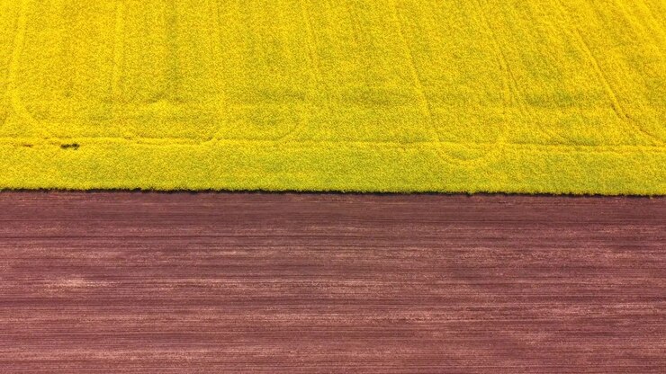Aerial view of yellow rapeseed field and brown plowed soil. Abstract drone shot showing a straight border between bright yellow blooming canola and cultivated brown earth.