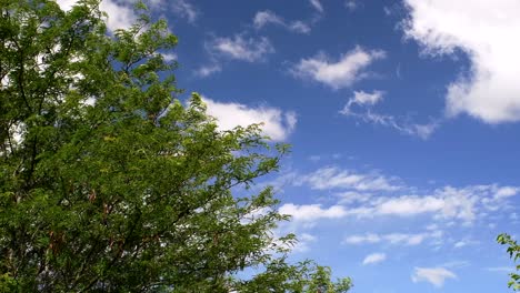 A-carob-tree-seen-from-below-on-a-windy-day,-clouds-moving-right-to-left-against-the-blue-sky