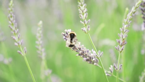 slowmo - bumblebee gathering pollen of lavender flower