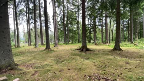 walking through the deep forest