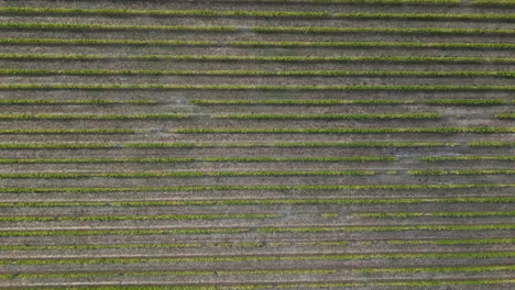 timelapse of drone flying up over vineyard rows in margaret river region, western australia