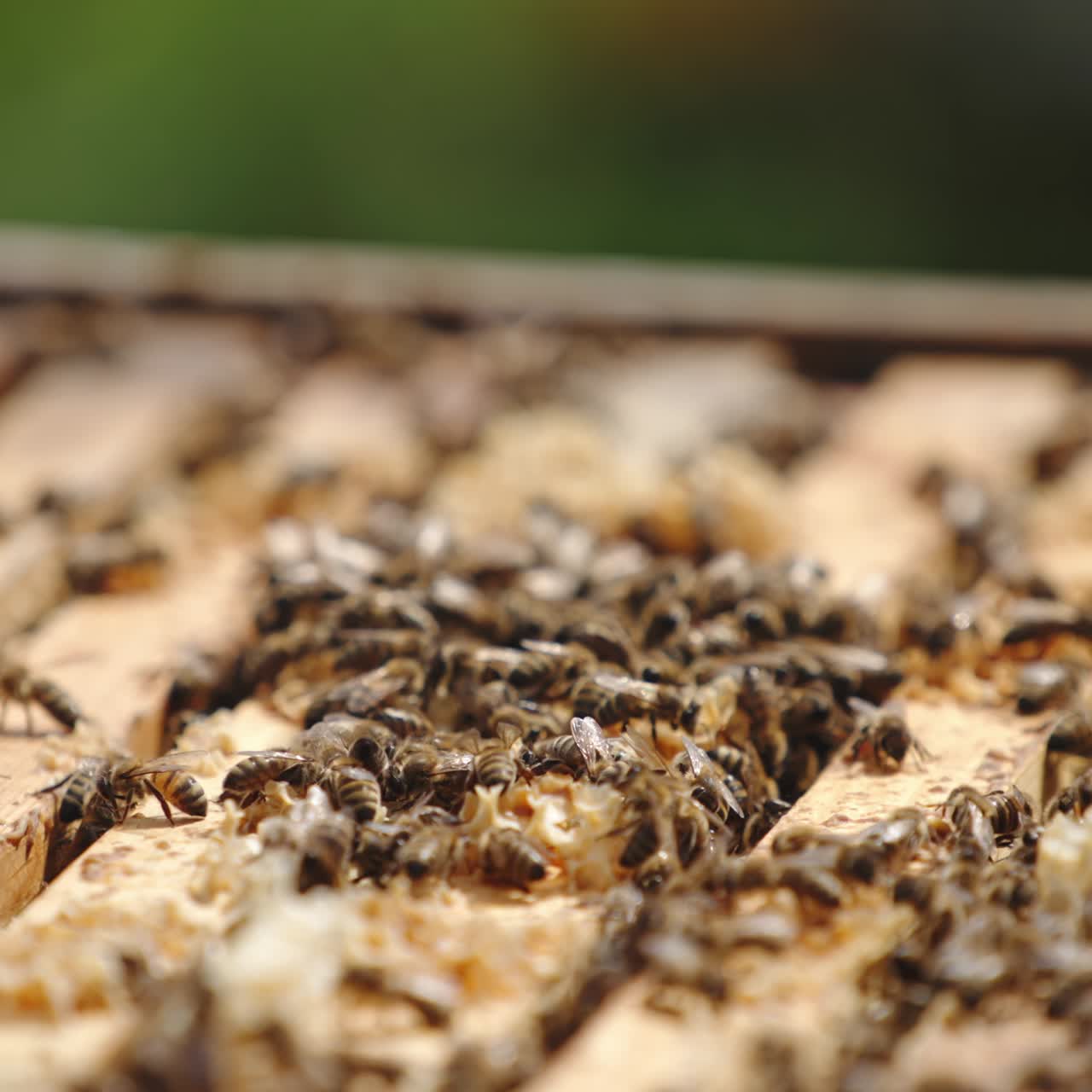 Opened beehive with frames put in rows. Numerous bees crawling over the frames and flying over. Blurred backdrop. Close up