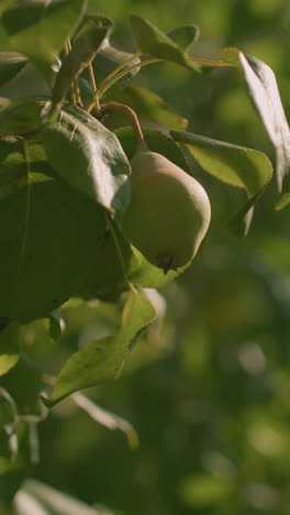 Close up of guava leaves gently fluttering in breeze with soft bokeh background featuring greenery and warm sunlight reflecting through foliage