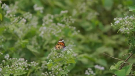 Beautiful-common-tiger-butterfly-taking-off-from-small-white-flowers-slow-motion