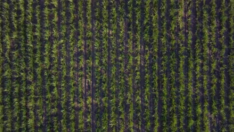 Plantación-De-Caña-De-Azúcar-Al-Atardecer-En-El-Sureste-De-Brasil