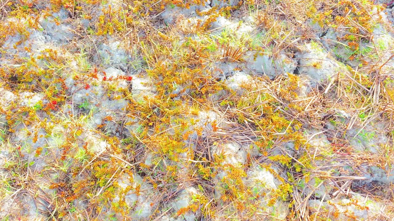 ⁇ 은 건조 한 날 에 건조 한 땅 에 있는 야생 꽃 의 공중 전망