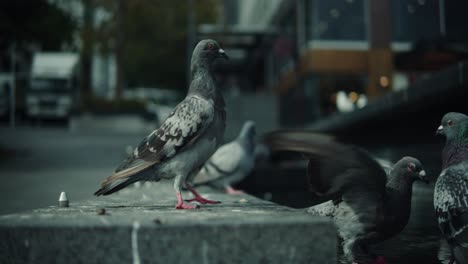 Close-view-of-doves-standing-near-a-fountain-in-the-streets-of-Auckland