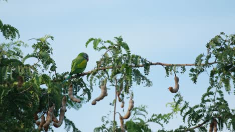 Visto-Desde-Atrás-Posado-En-Una-Rama-De-Un-árbol-De-Tamarindo-Fructífero-Mientras-Mira-A-Su-Alrededor,-Periquito-De-Pecho-Rojo-Psittacula-Alexandri,-Tailandia