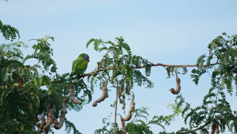 visto desde su espalda en una rama de un árbol de tamarindo fructífero mientras mira a su alrededor, el periquito de pecho rojo psittacula alexandri, tailandia