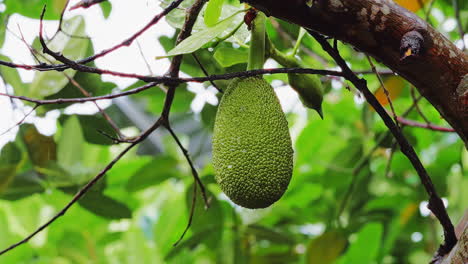 Morning-Rainfall-On-Jackfruit-Hanging-from-Tree-in-Forest