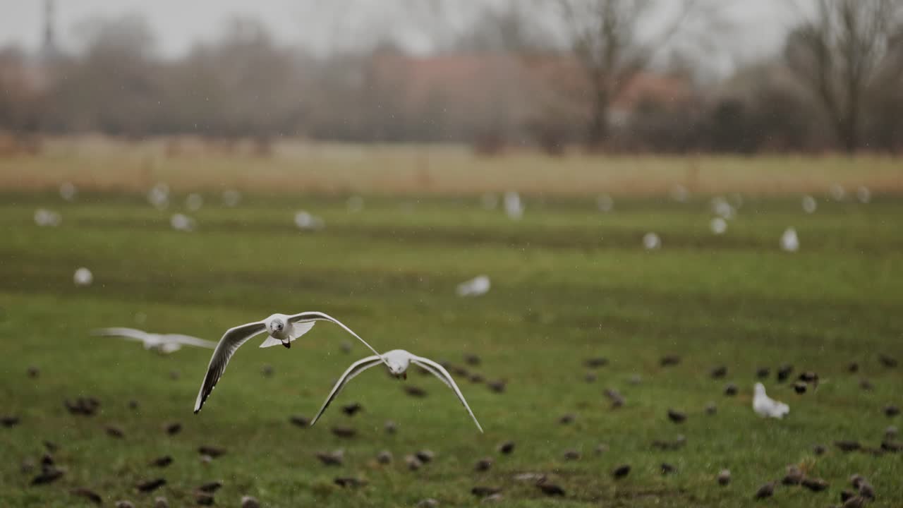 Flying seagulls in slow motion over a nature reserve in Zeeland, Netherlands