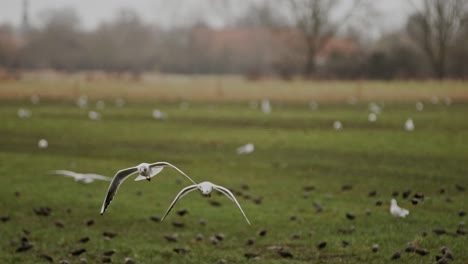 flying seagulls in slow motion over a nature reserve in zeeland, netherlands
