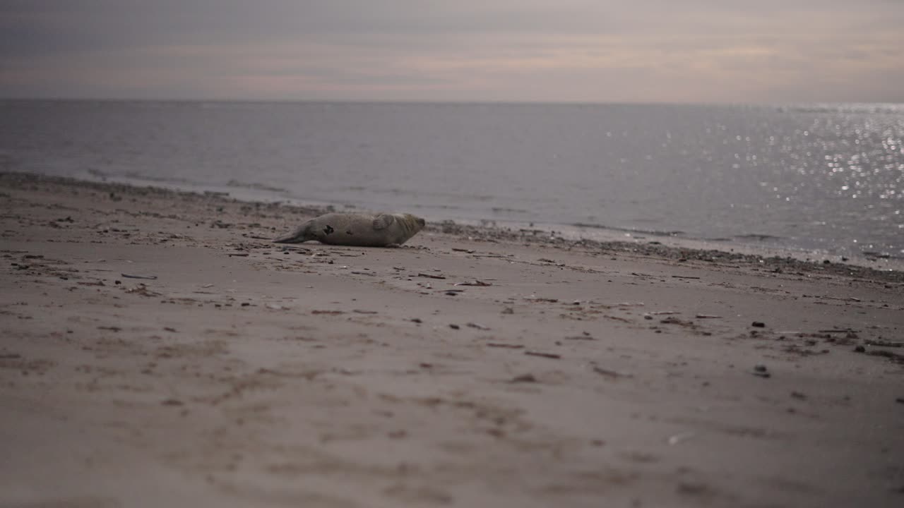 이 영상은 덴마크의 블루반트 해변에서 휴식을 취하고 있는 해파리를 촬영한 사진입니다.