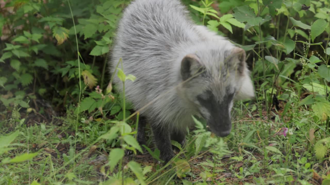 el zorro ártico (vulpes lagopus), también conocido como zorro blanco, zorro polar o zorro de nieve, vive en las regiones árticas del hemisferio norte y es común en toda la tundra ártica.