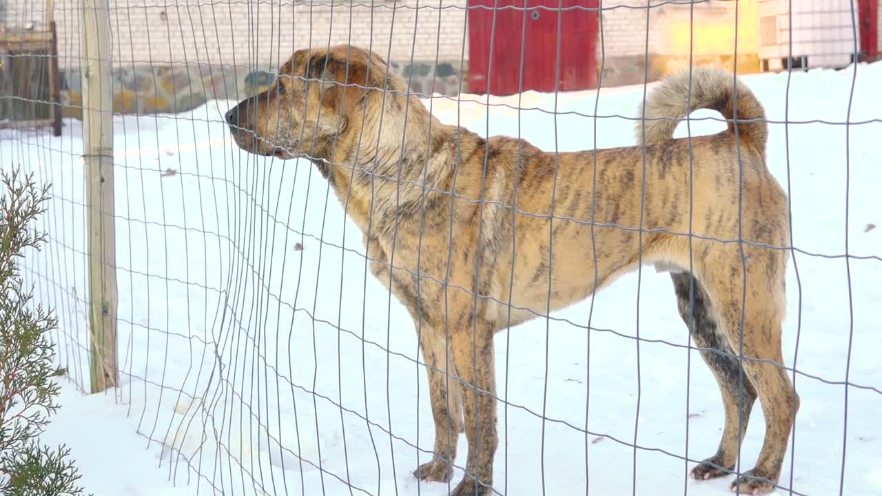 Vista laterale di un cane dal pelo tigrato in piedi dietro una recinzione di filo spinato su un terreno innevato, che guarda all'esterno con postura attenta in un tranquillo ambiente rurale invernale.