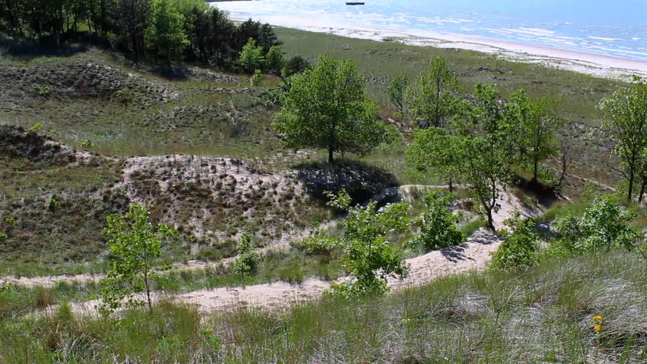 Grassy dunes with scattered green trees lead to Lake Michigan shoreline in bright daylight. Indiana Dunes National Park, USA