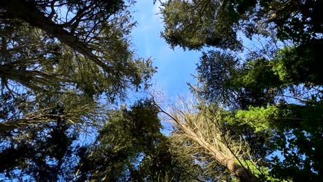 árboles altos bajo el cielo azul