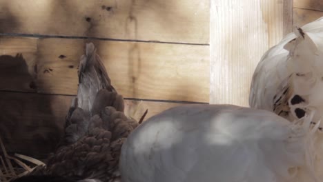 pollos aseándose y arreglándose en un gallinero de madera iluminado por el sol