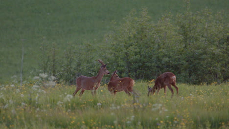 roe deer playing and grazing in lush swedish meadow