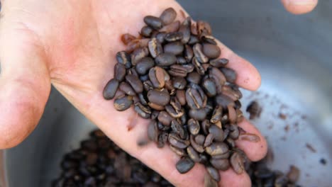 farmer man hand checks the quality of roasted coffee beans