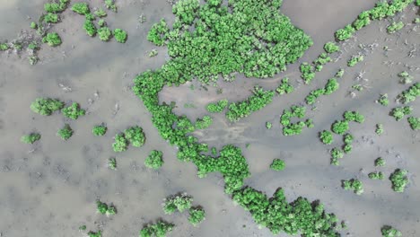Top-down-drone-shot-of-plants-and-small-trees-growing-in-water-swamp-like-pond-coast-line
